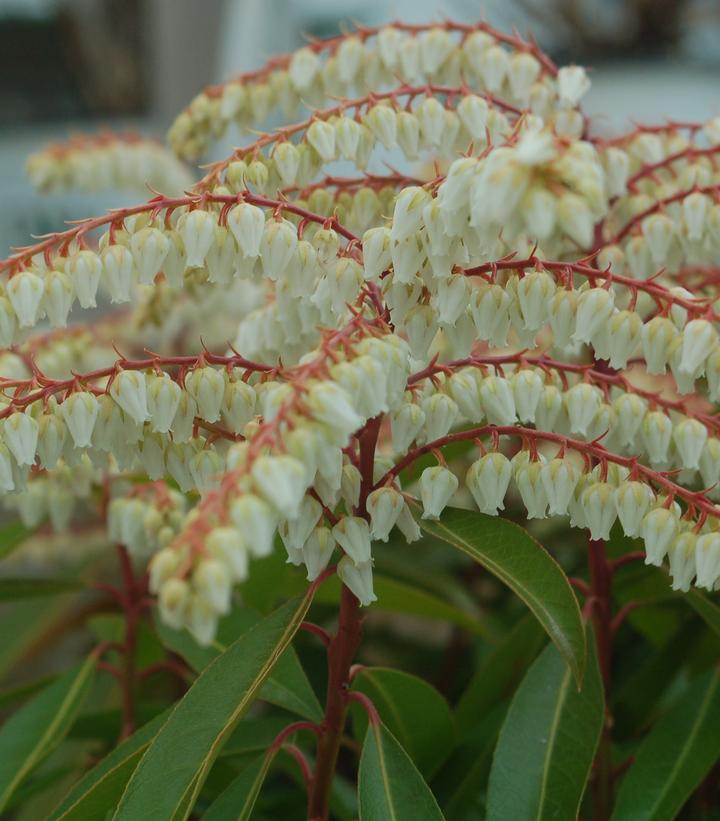 Pieris jap. Brouwers Beauty