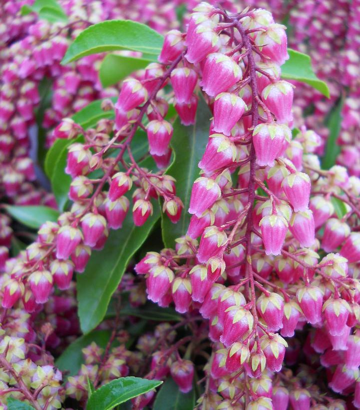 Pieris jap. Valley Valentine