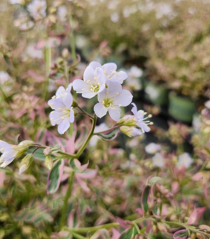 Polemonium r. Stairway to Heaven