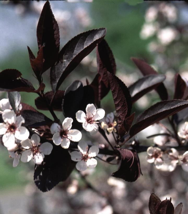 Prunus x cistena 