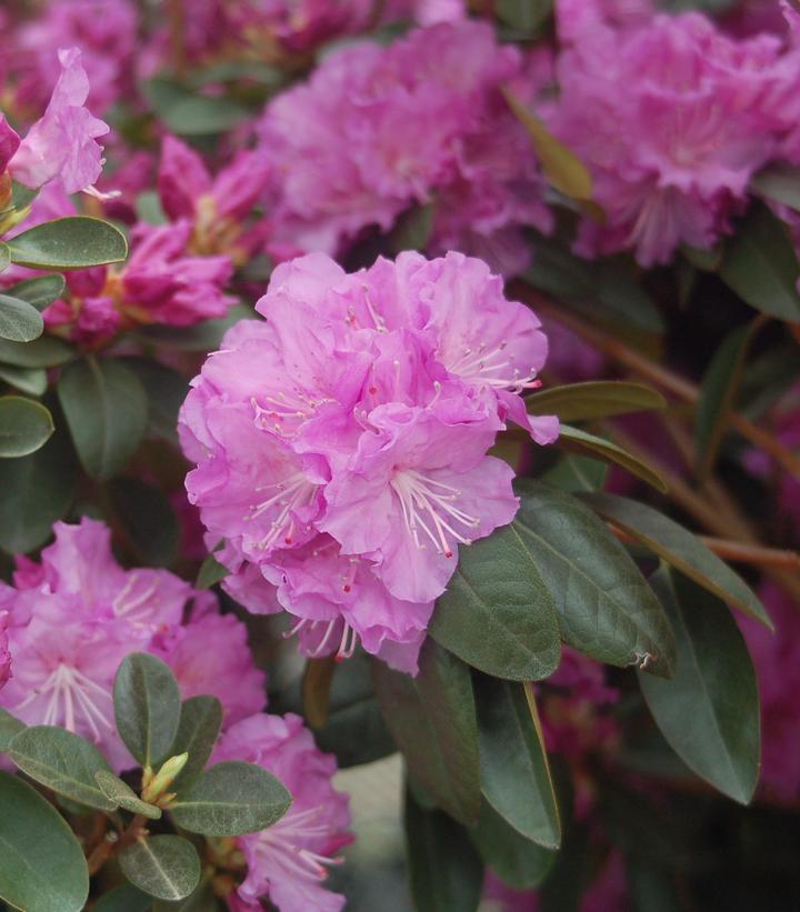 Rhododendron X PJM Elite