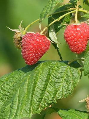 Rubus Polana