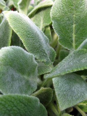 Stachys byzantina Silver Carpet