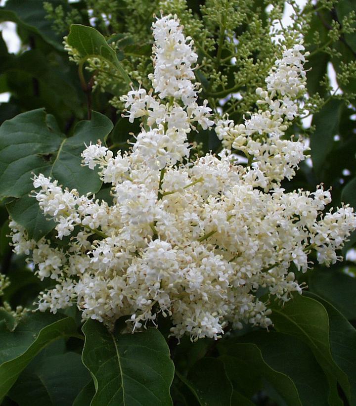 Syringa reticulata Ivory Silk - Tree Form