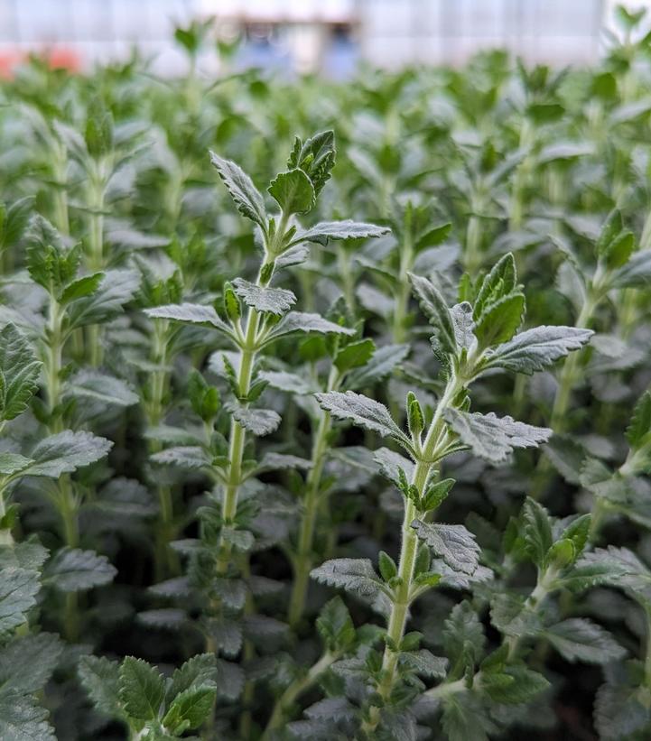 Teucrium chamaedrys 