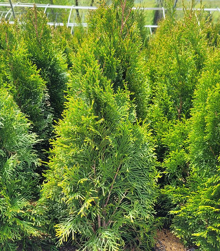 Thuja occidentalis 'Smaragd'