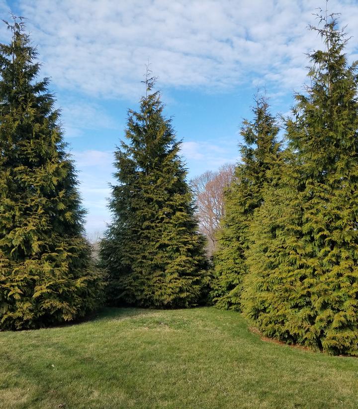 Thuja X 'Green Giant'