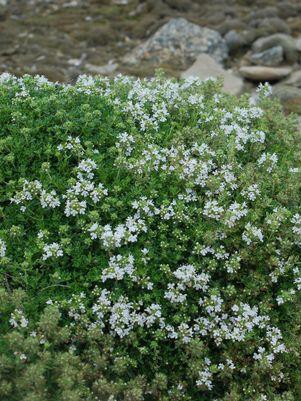 Thymus praecox 'Albus'