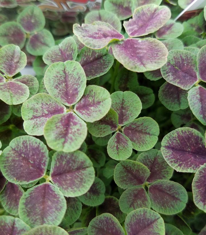 Trifolium reptans Pentaphyllum