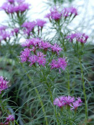 Vernonia lettermannii Iron Butterfly