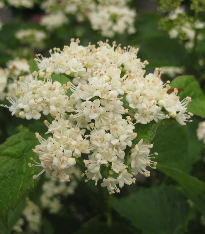 Viburnum dentatum Blue Muffin®