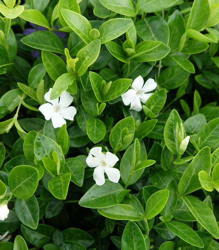 Vinca minor Alba