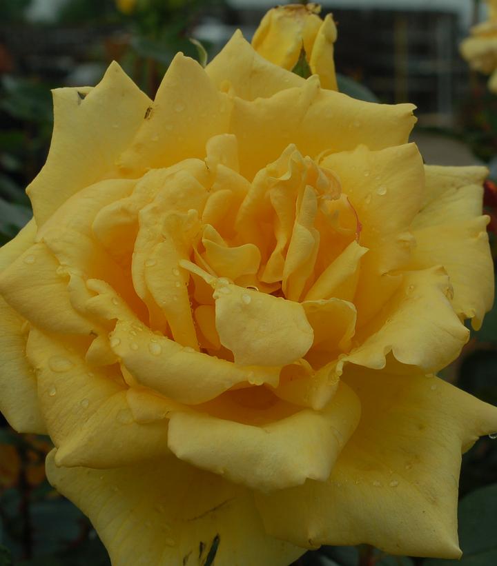 Rosa Oregold