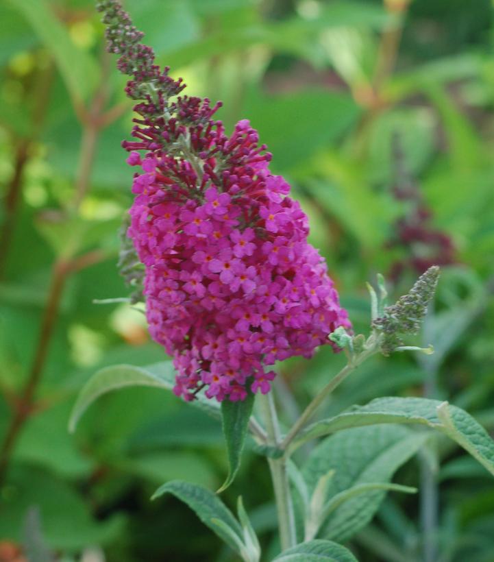 Buddleia x Miss Ruby