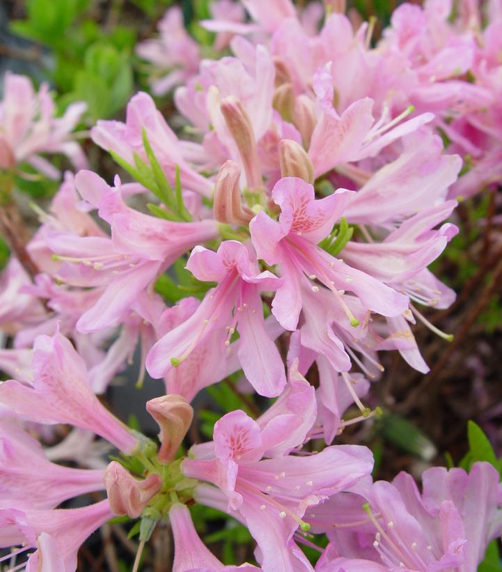 Azalea Northern Lights Orchid Lights