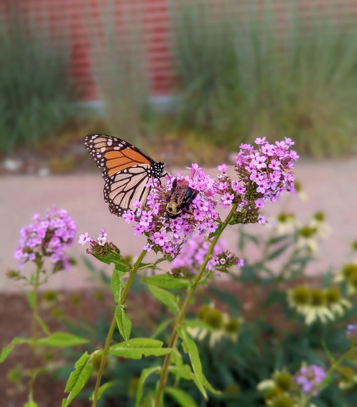 Phlox paniculata 'Jeana'