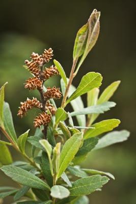 Myrica gale 