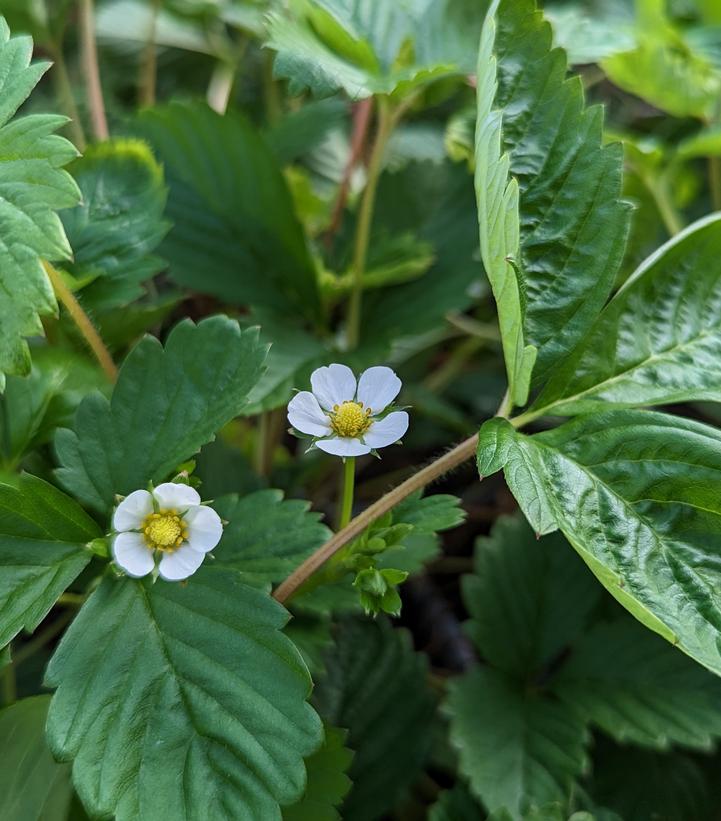 Fragaria vesca 'Alexandria'