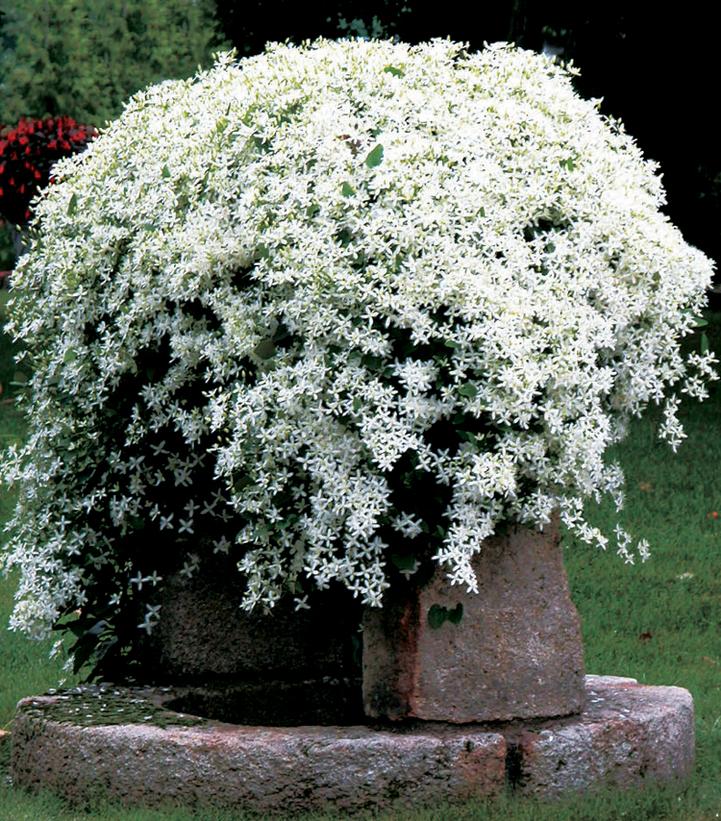 Clematis paniculata 