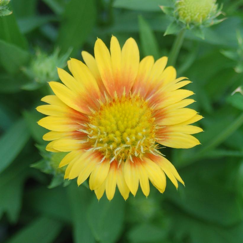 Gaillardia Arizona Apricot