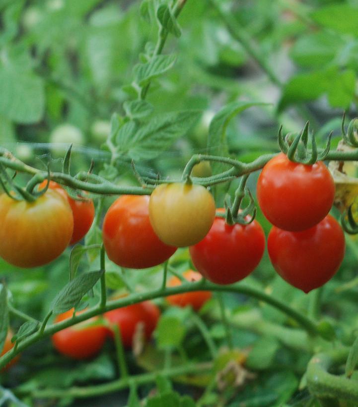 Tomato Tomatoberry