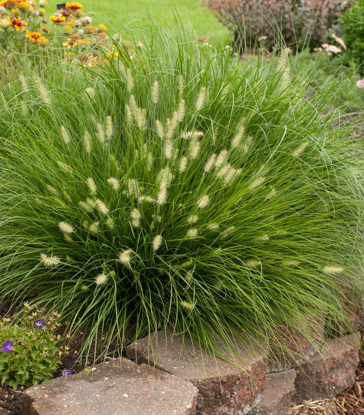 Pennisetum alopecuroides Little Bunny