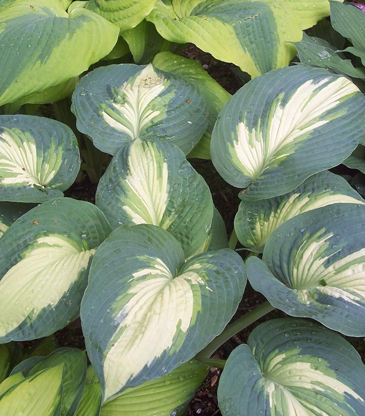 Hosta hybrid Shadowland® Shadowland® Hudson Bay