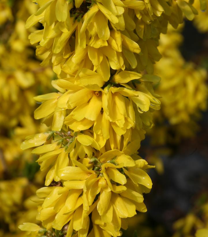 Forsythia X Show Off® Starlet