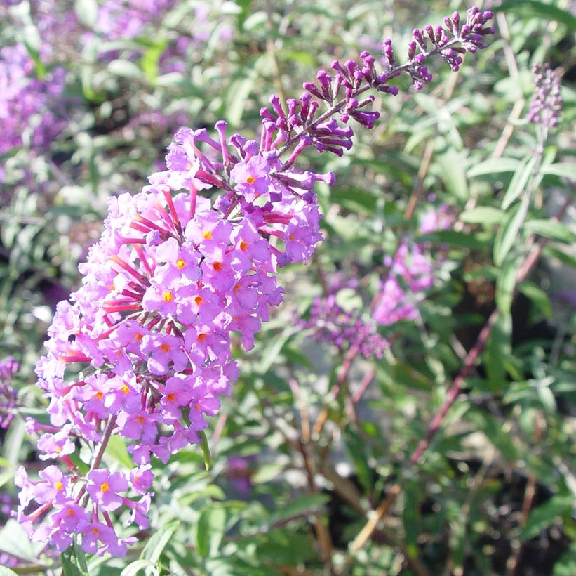 Buddleia davidii 'Nanho Blue'