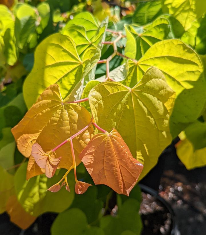 Cercis canadensis Rising Sun