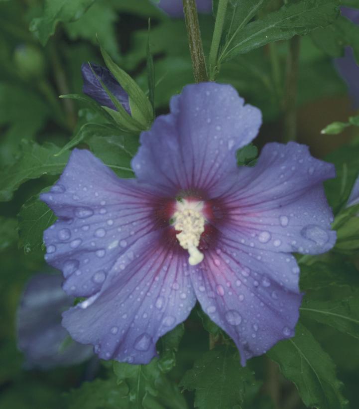 Hibiscus syriacus Azurri Blue Satin®