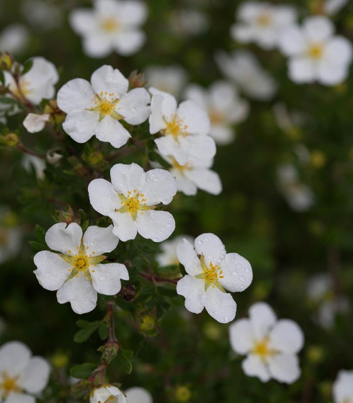 Potentilla fruticosa Happy Face® White