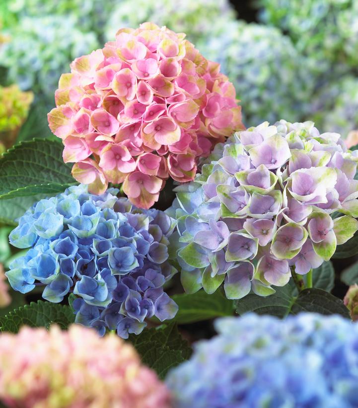 Hydrangea mac. Magical® Revolution