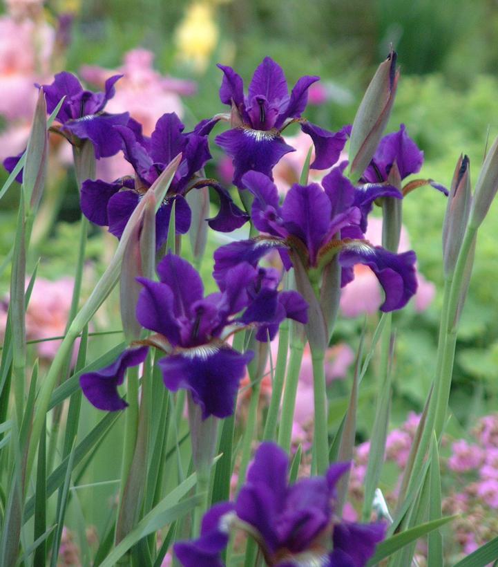 Iris sibirica Ruffled Velvet