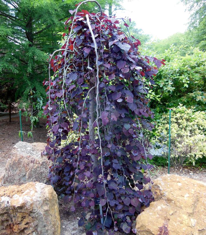 Cercis canadensis Ruby Falls