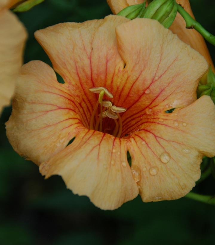 Campsis x tagliabuana Summer Jazz™ Sunrise Gold