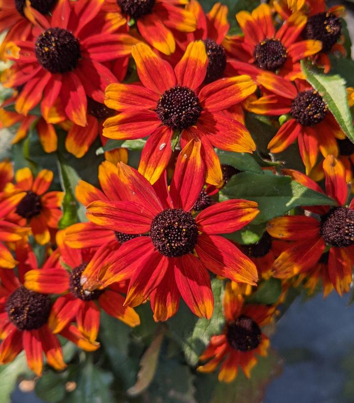 Rudbeckia triloba Prairie Glow