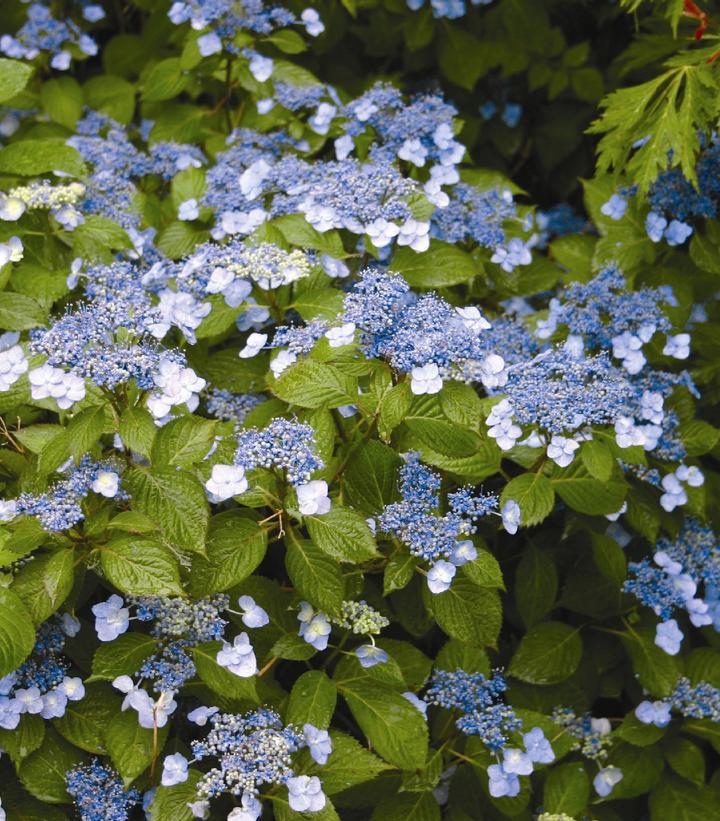 Hydrangea serrata Blue Billows