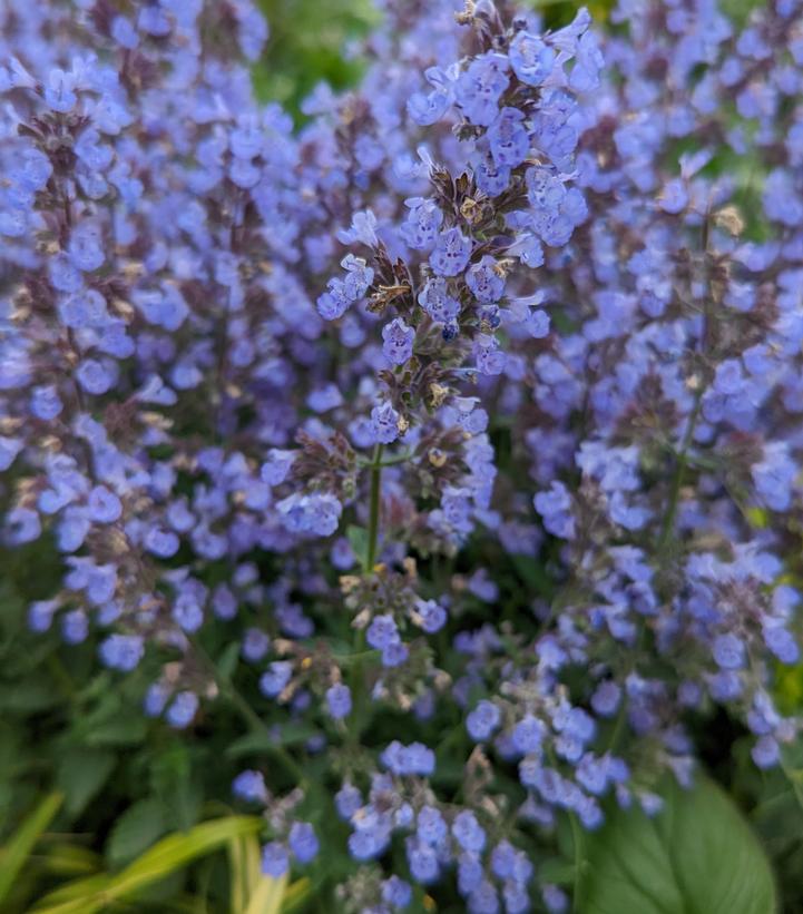 Nepeta faassenii 'Purrsian Blue'