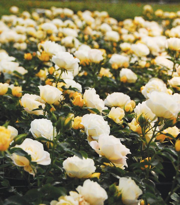 Rosa Popcorn Drift®