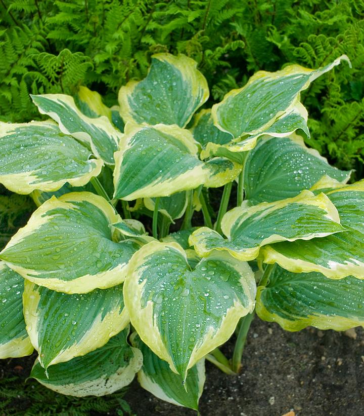 Hosta hybrid Shadowland® Shadowland® Seducer