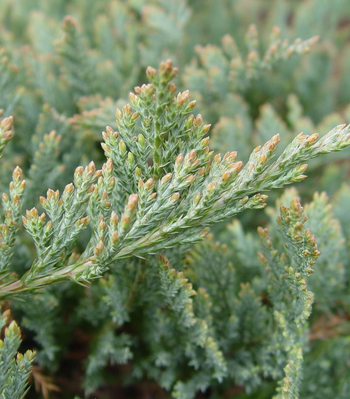 Juniperus horizontalis 'Blue Chip'