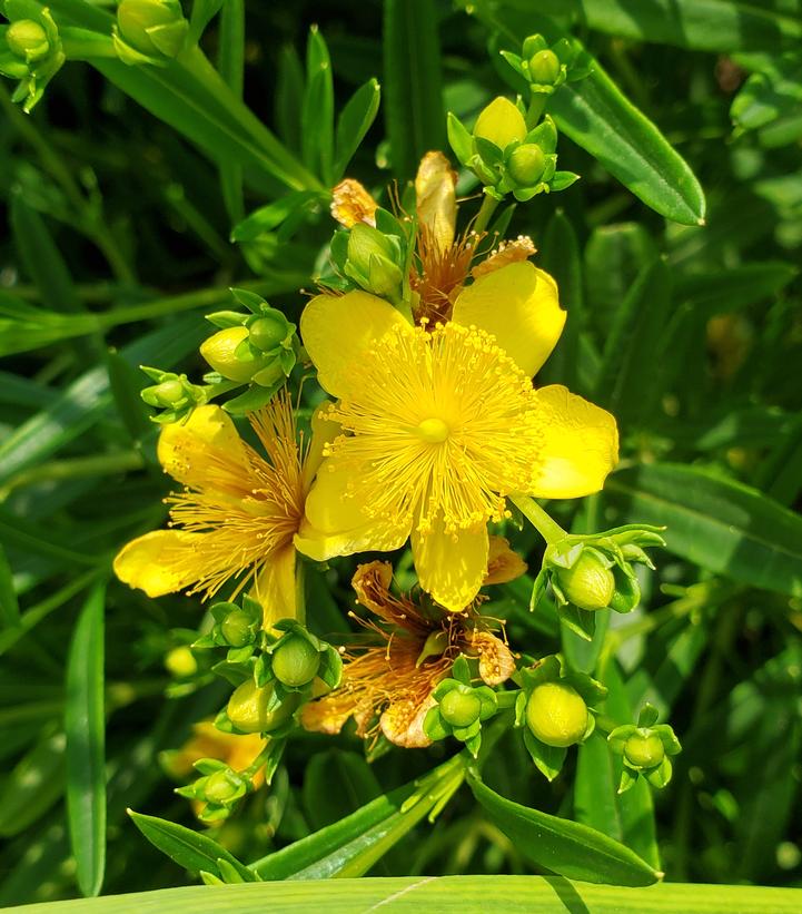 Hypericum kalmianum Gemo