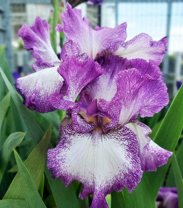 Iris germanica Mariposa Autumn