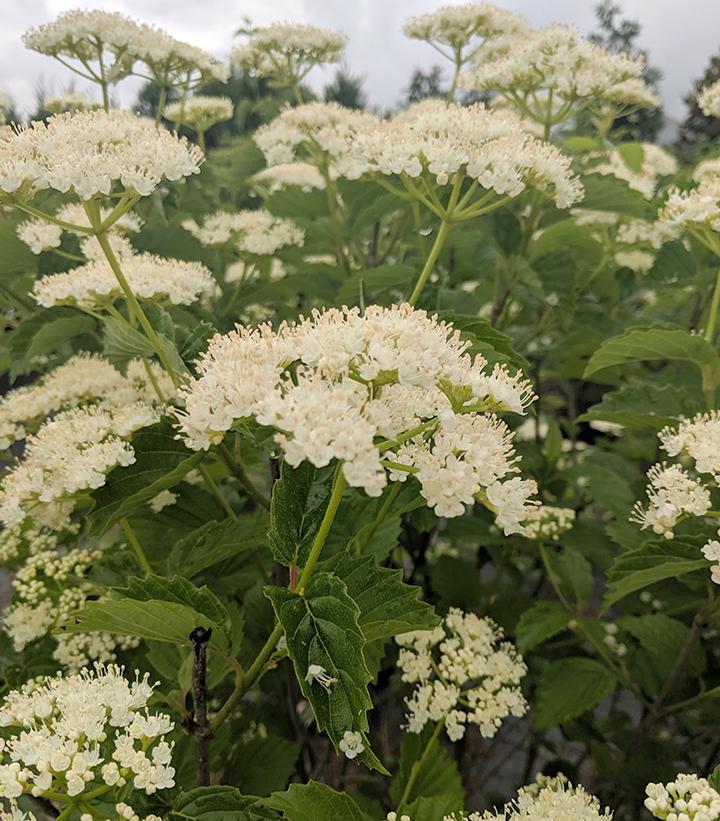 Viburnum dentatum Autumn Jazz™