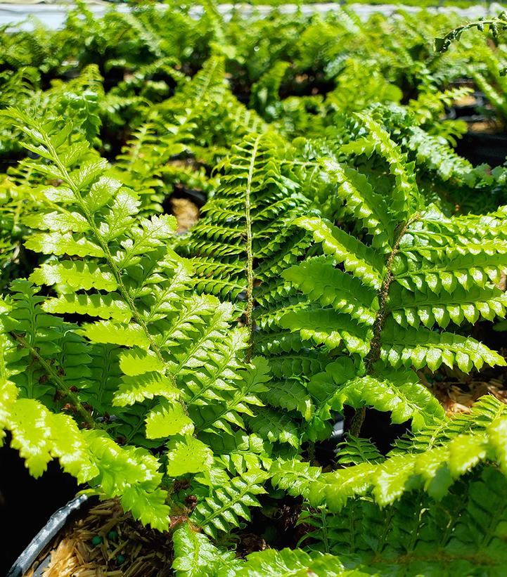 Polystichum polyblepharum 