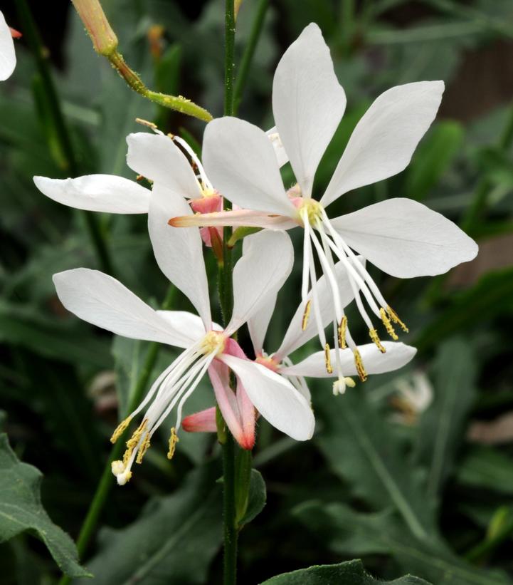 Gaura Sparkle White