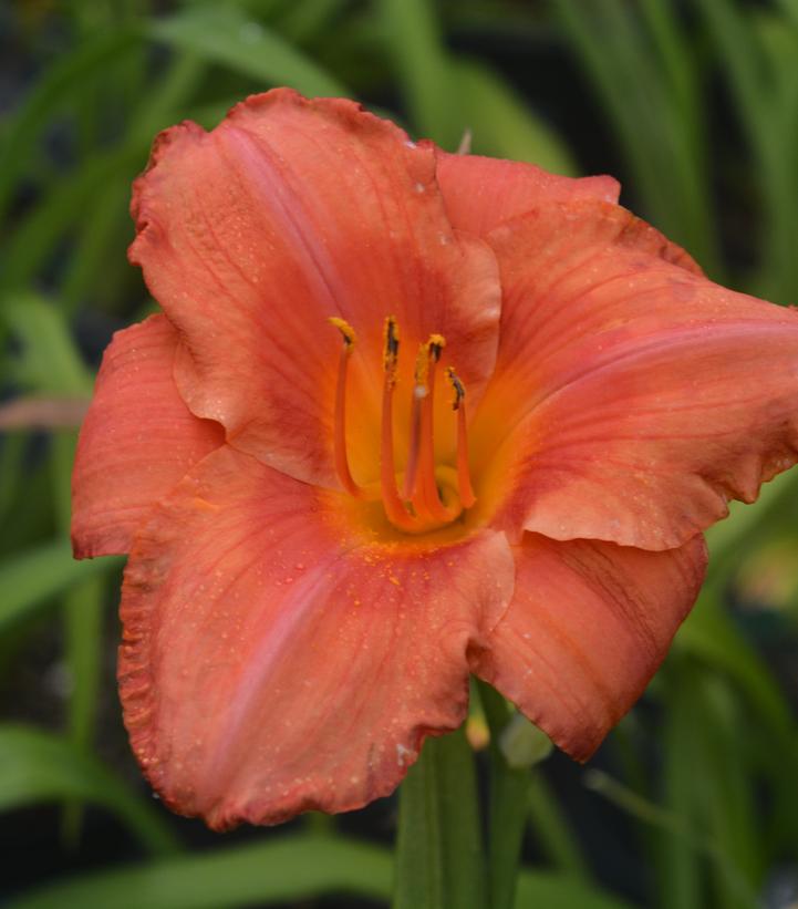 Hemerocallis 'South Seas'