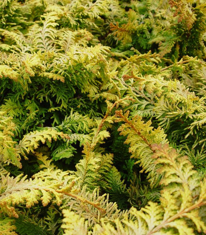 Chamaecyparis obtusa 'Fernspray Gold'