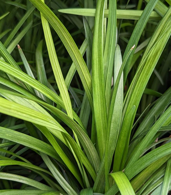 Liriope spicata 